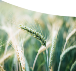 Agriculture